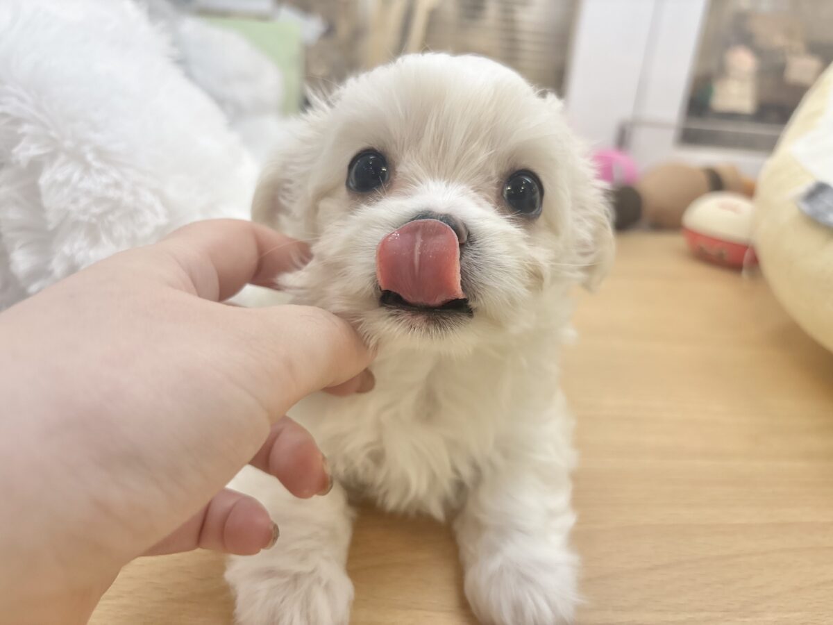 チワマル（マルチワ）