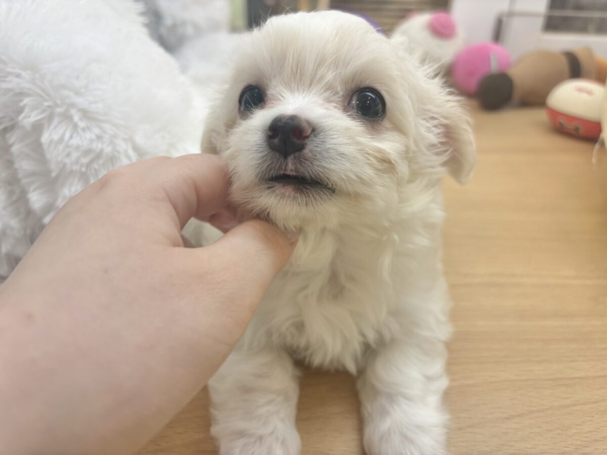 チワマル（マルチワ）