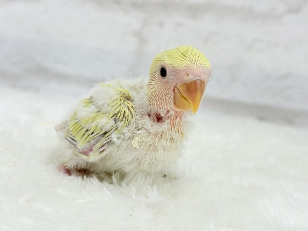 【最新画像更新🪄】ふんわり柔らか癒し系🪅コザクラインコ(シナモン) ヒナ コザクラインコ(小桜インコ)