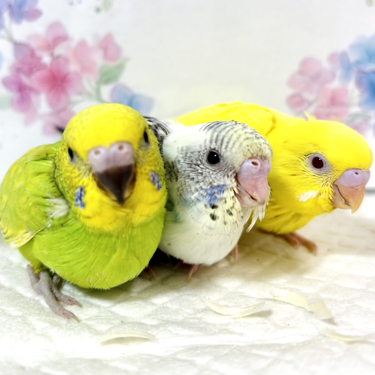 紫陽花揺れる季節に、セキセイちゃんず来てくれてます💠💐𓂃𓂂ꕤ*.ﾟ