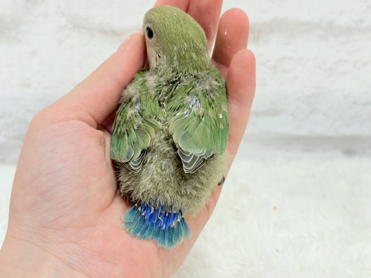 コザクラインコ（小桜インコ）