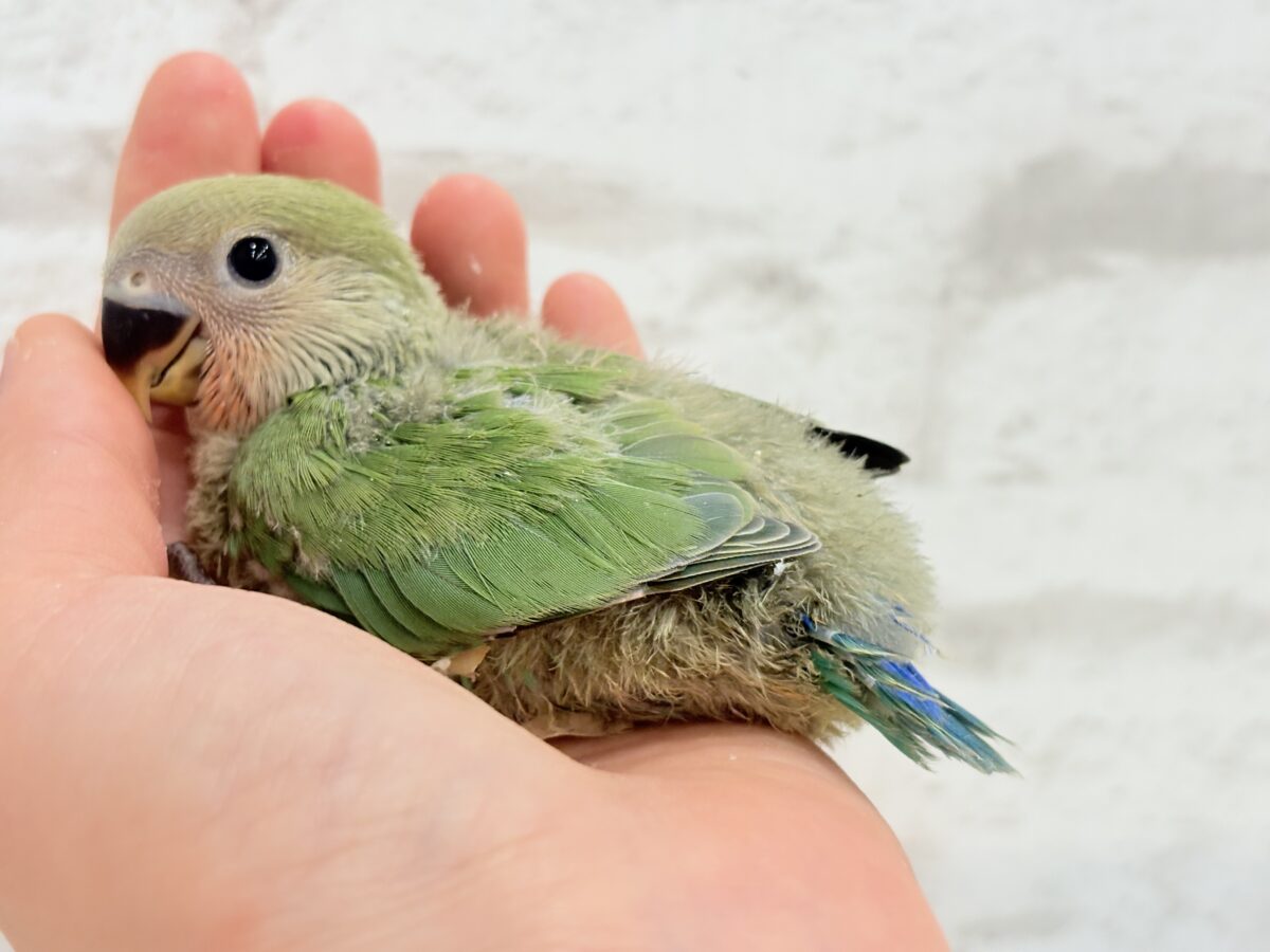 コザクラインコ（小桜インコ）