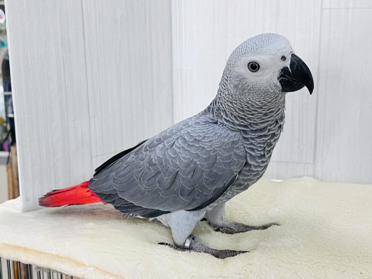 ヨウム