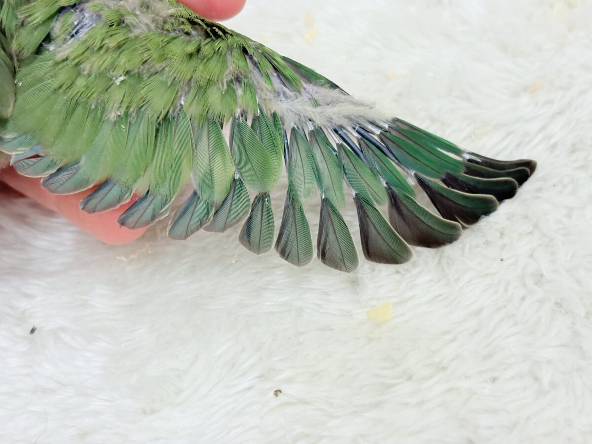 コザクラインコ（小桜インコ）