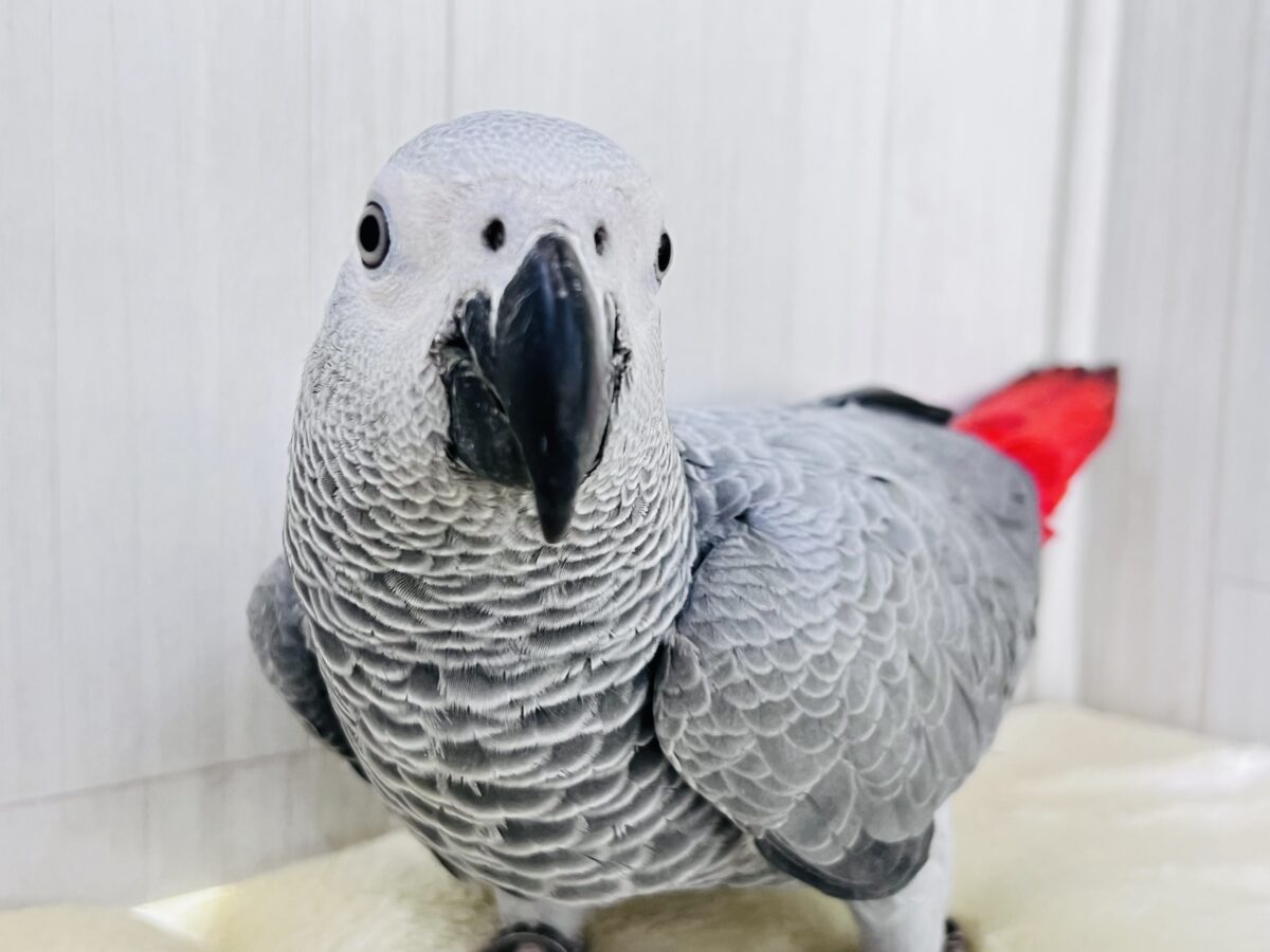 ヨウム