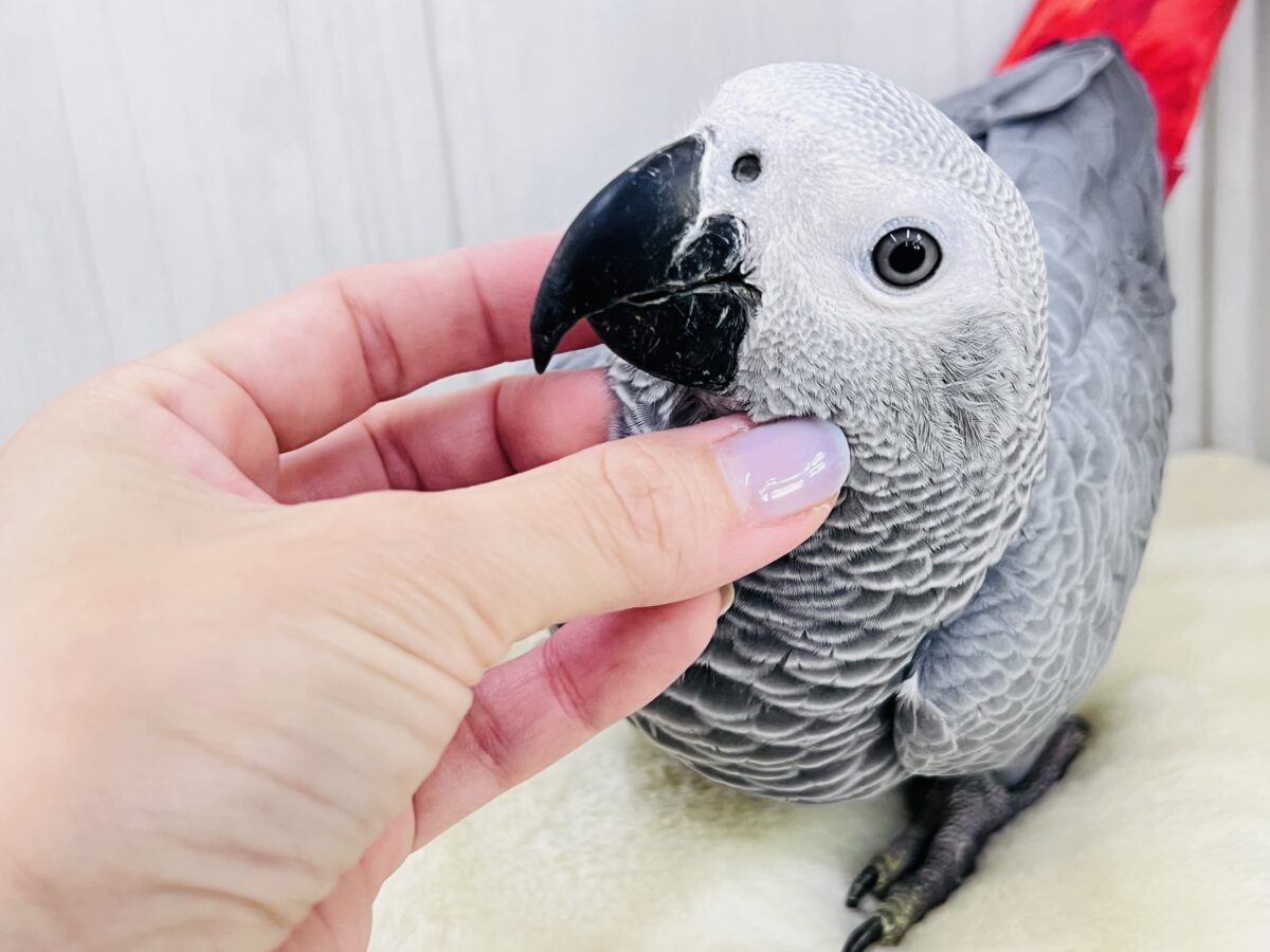 ヨウム