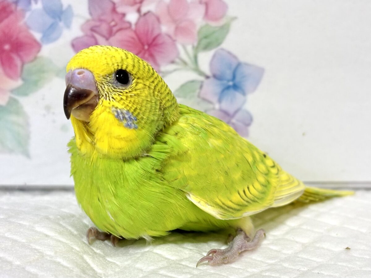 セキセイインコ