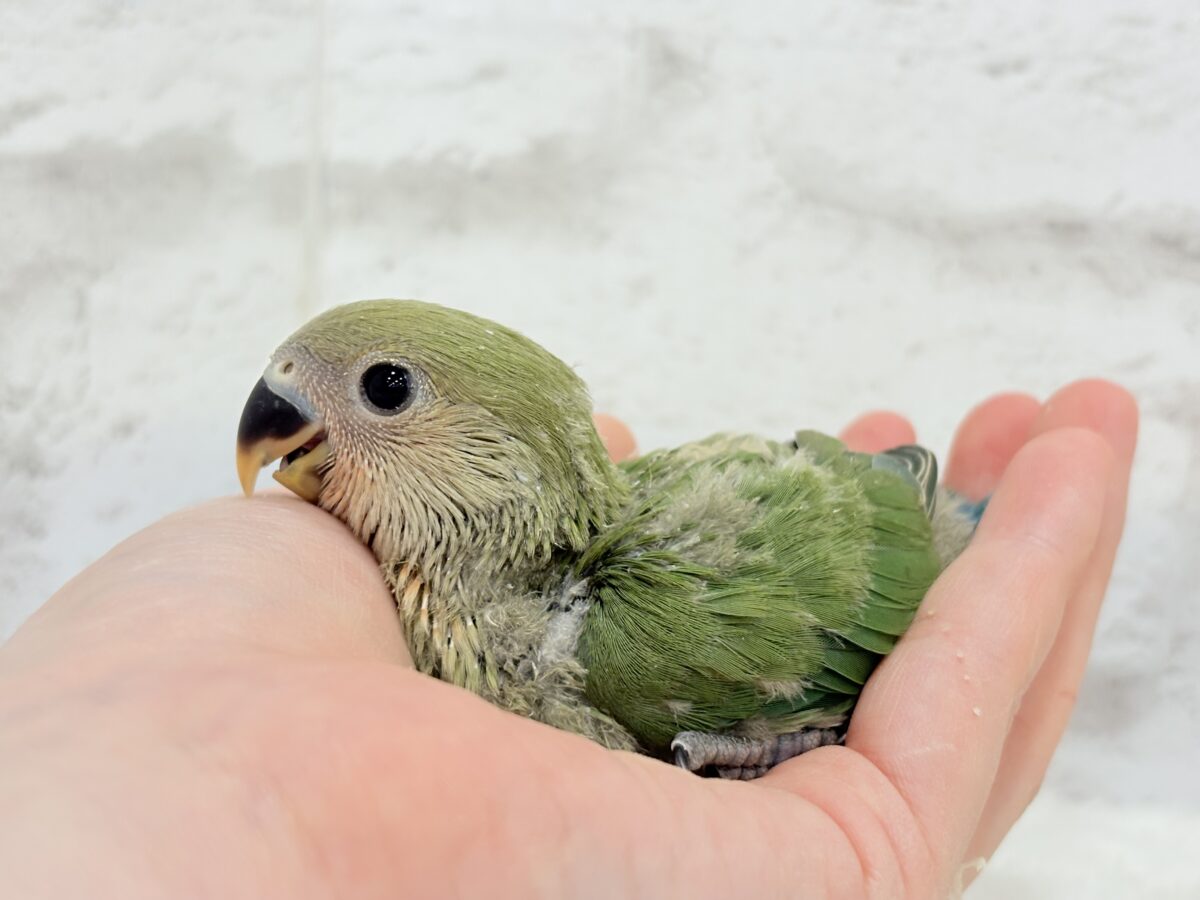 コザクラインコ（小桜インコ）
