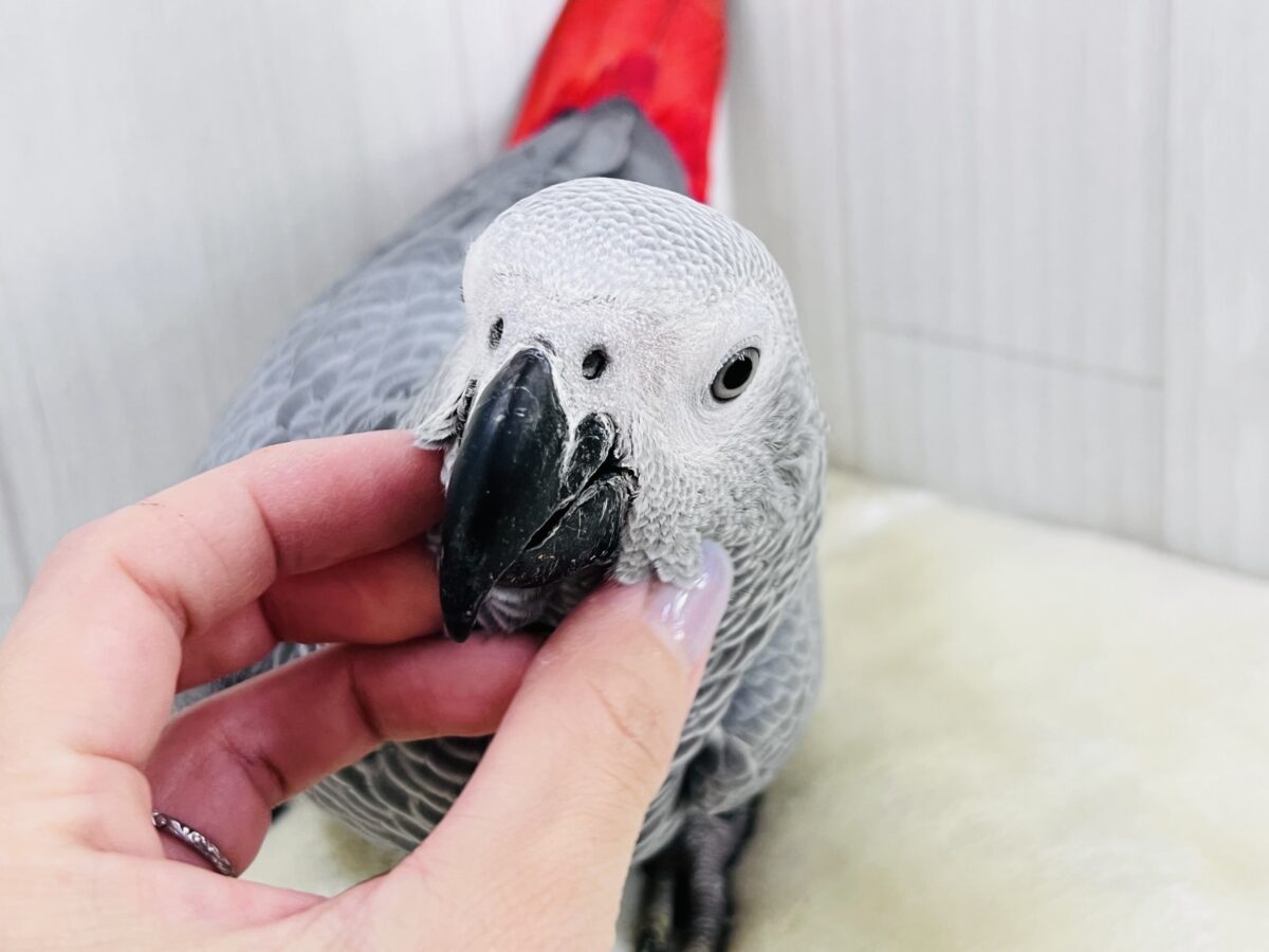 ヨウム