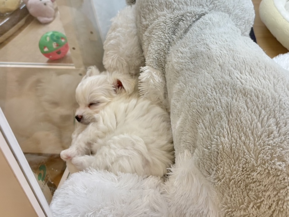 チワマル（マルチワ）