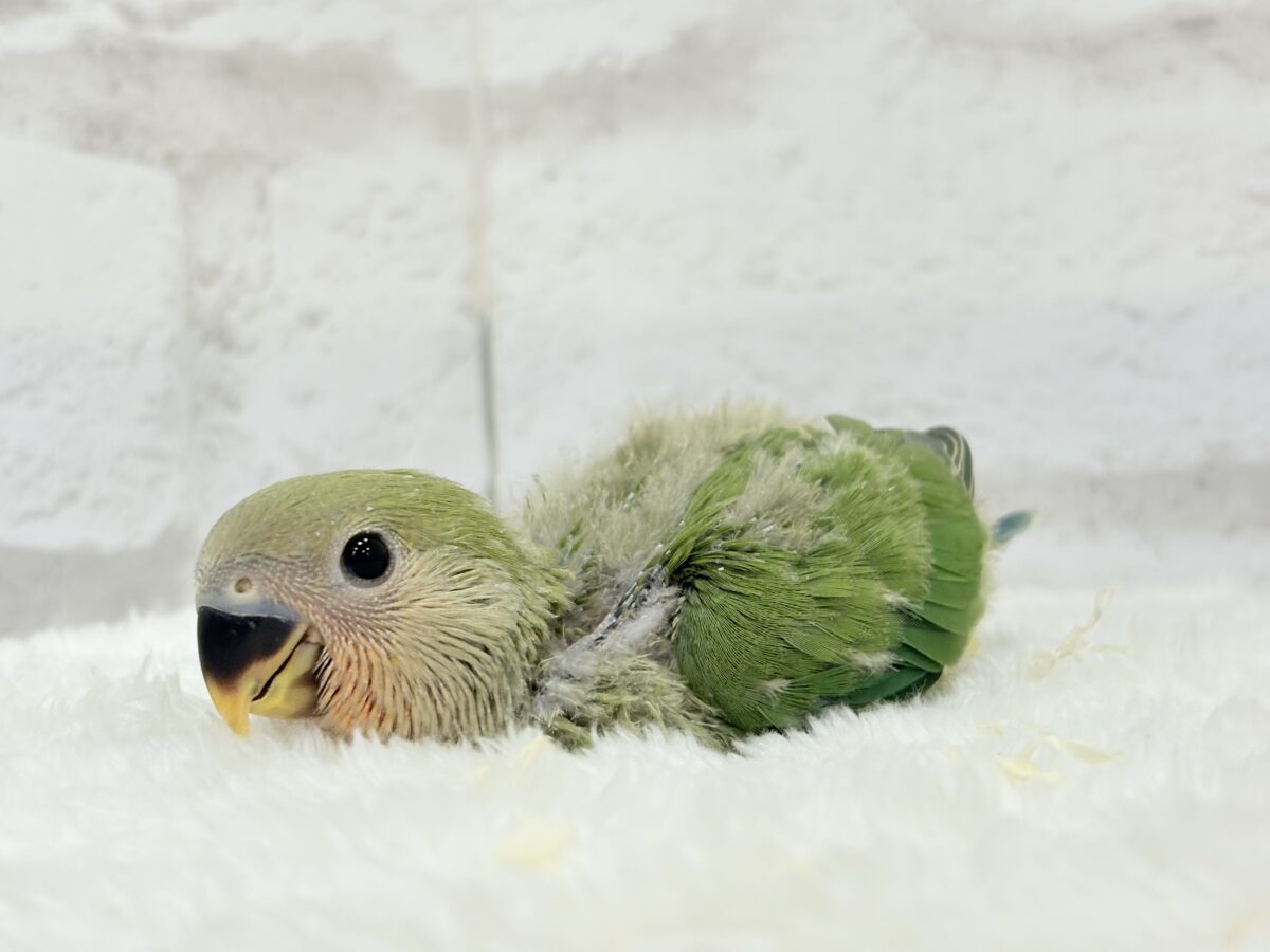 コザクラインコ（小桜インコ）