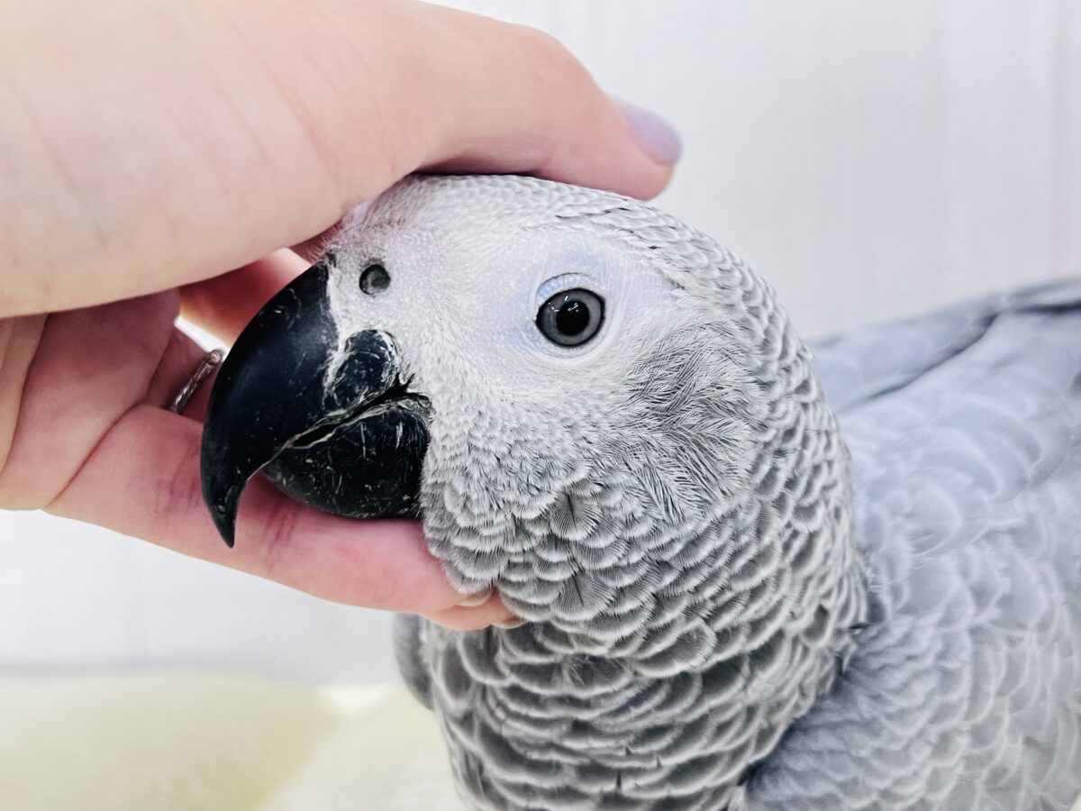 ヨウム