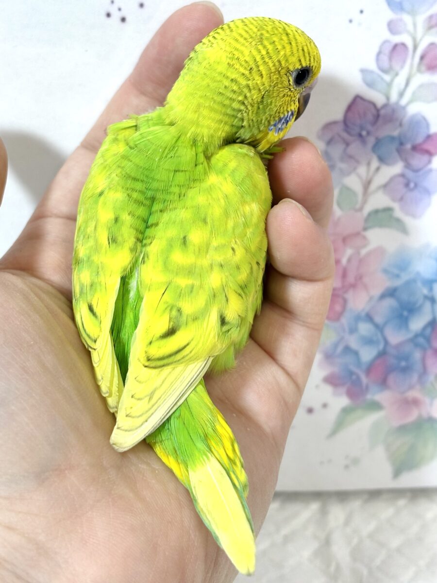 セキセイインコ