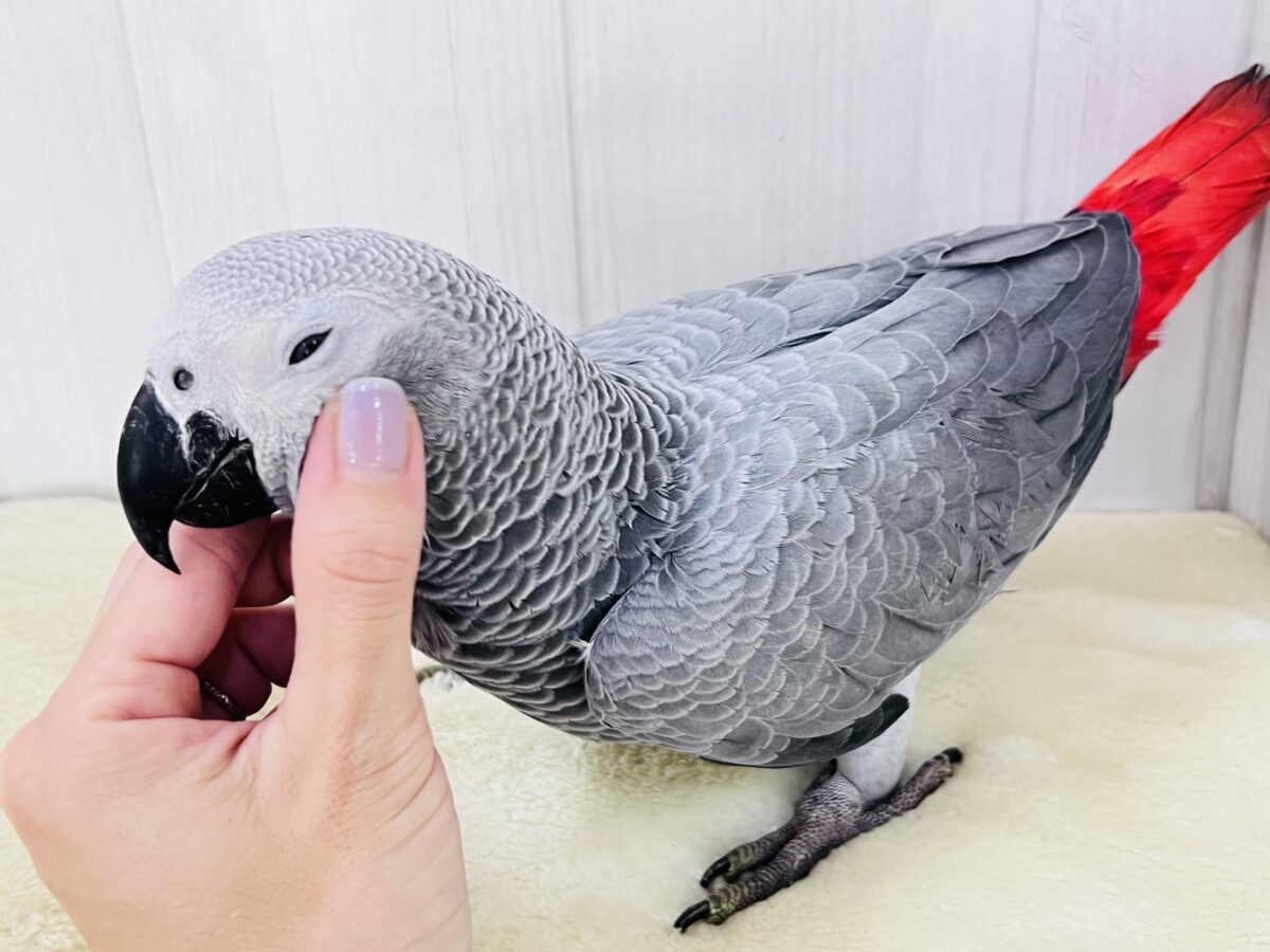 ヨウム
