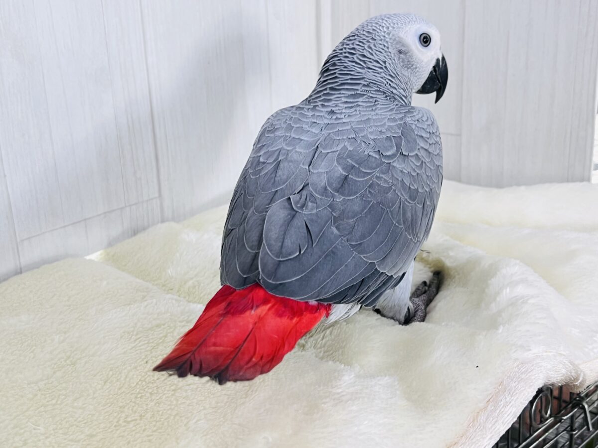 ヨウム