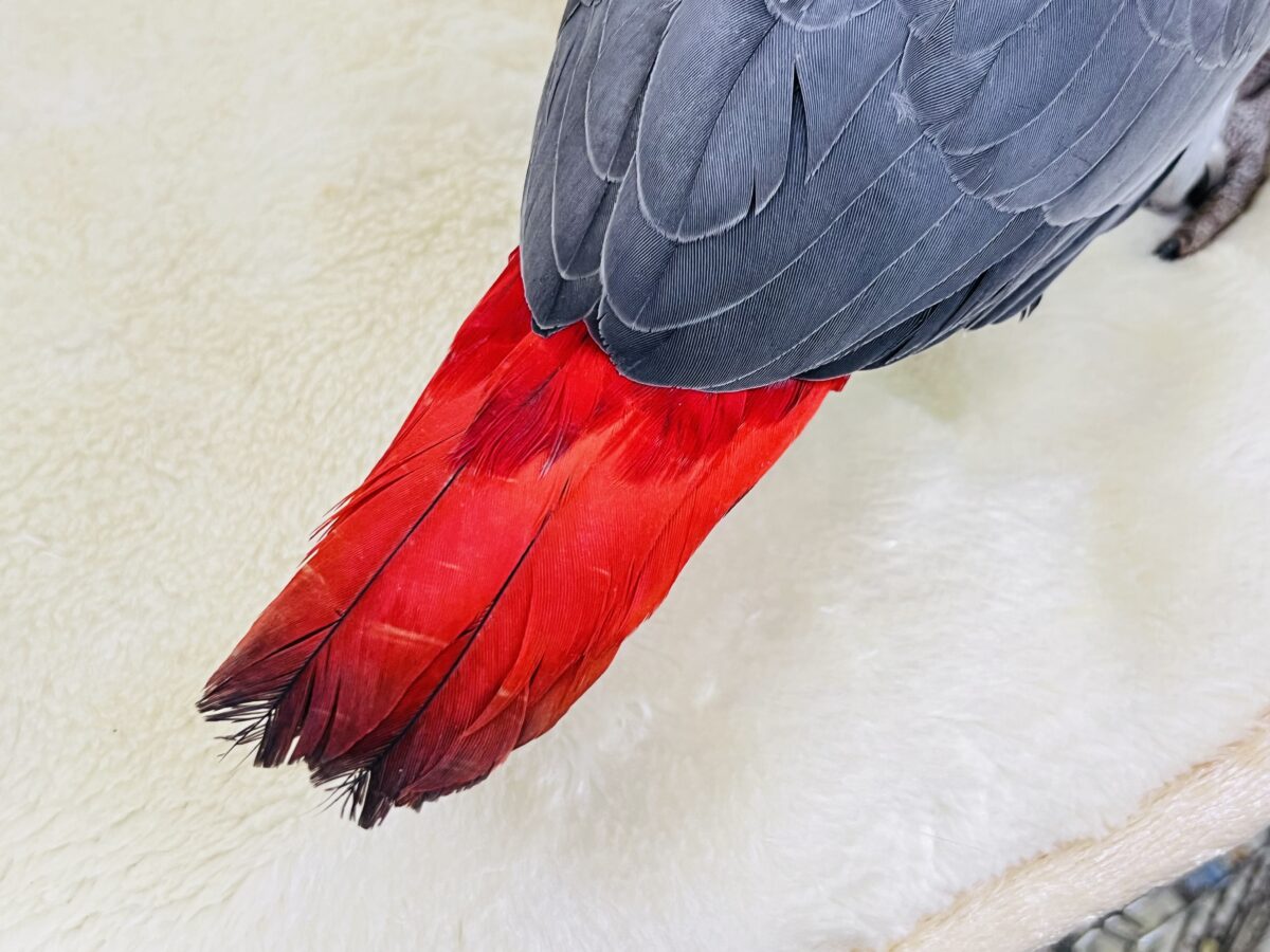 ヨウム