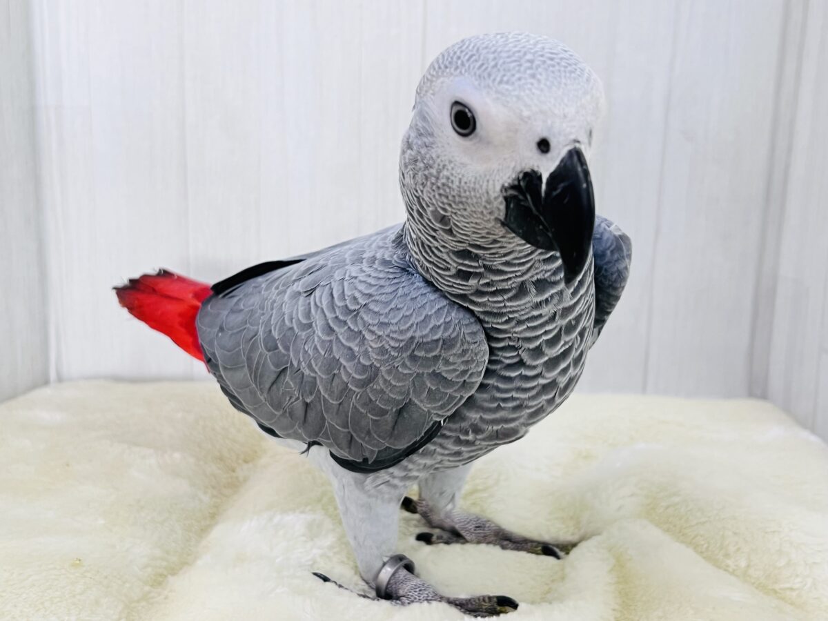 ヨウム