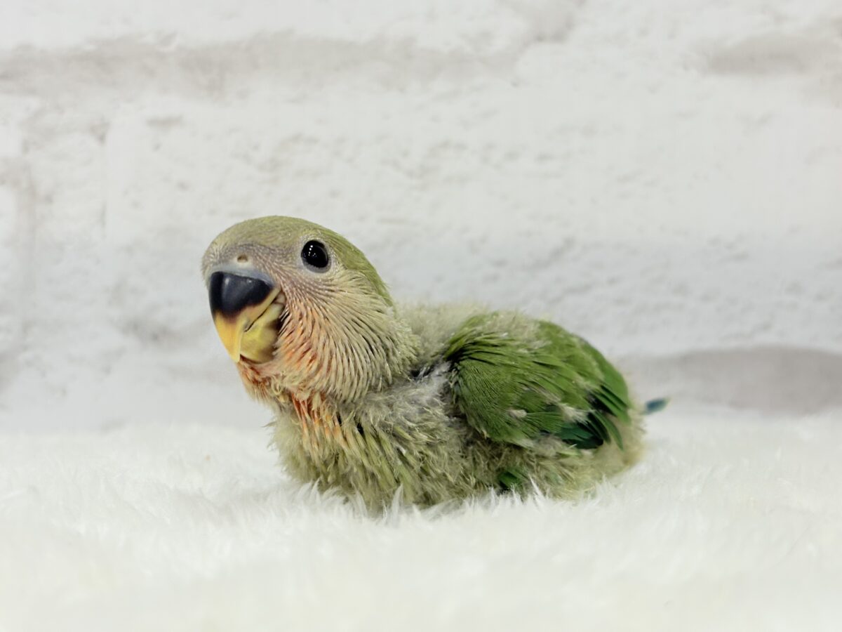 コザクラインコ（小桜インコ）