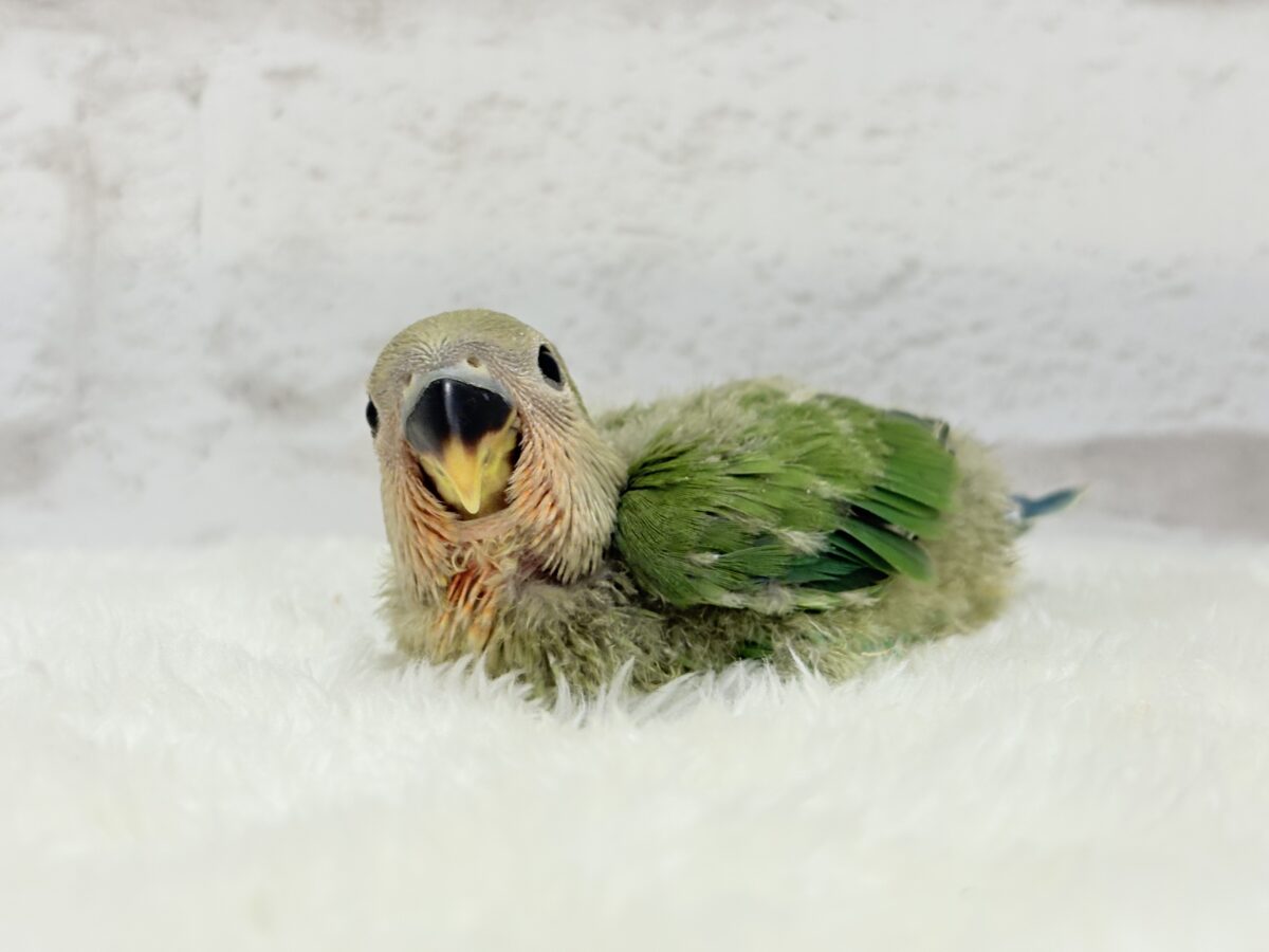コザクラインコ（小桜インコ）