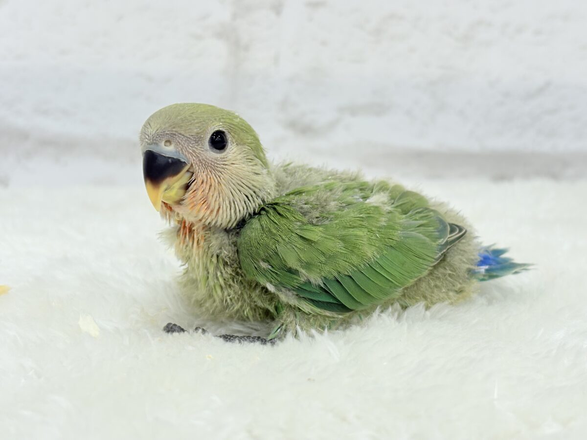 コザクラインコ（小桜インコ）