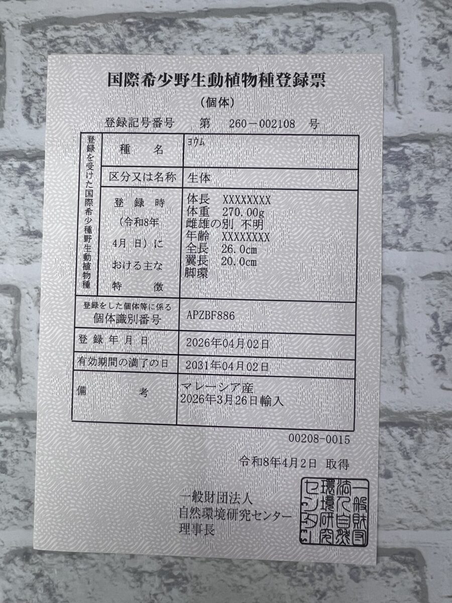 ヨウム