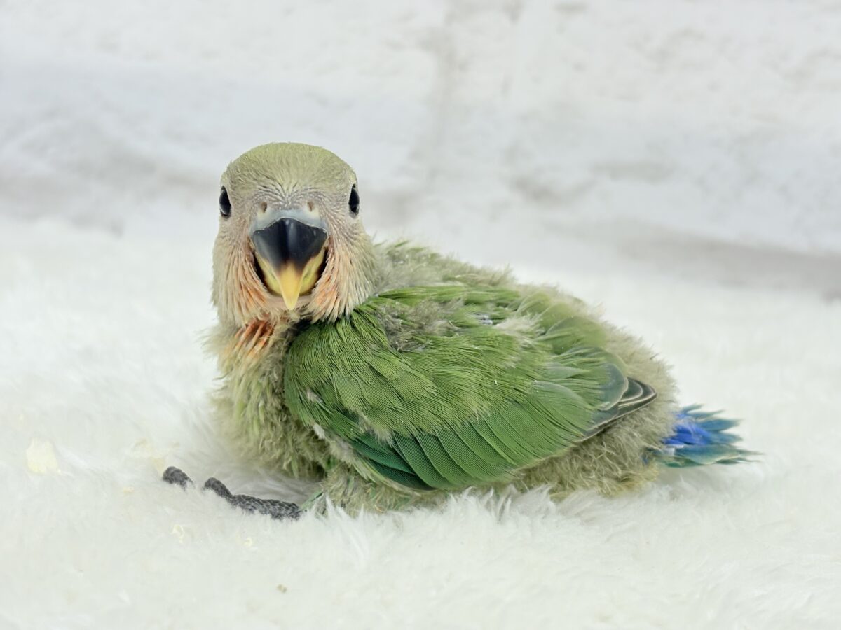 コザクラインコ（小桜インコ）