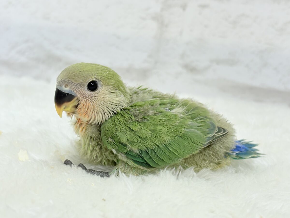 コザクラインコ（小桜インコ）