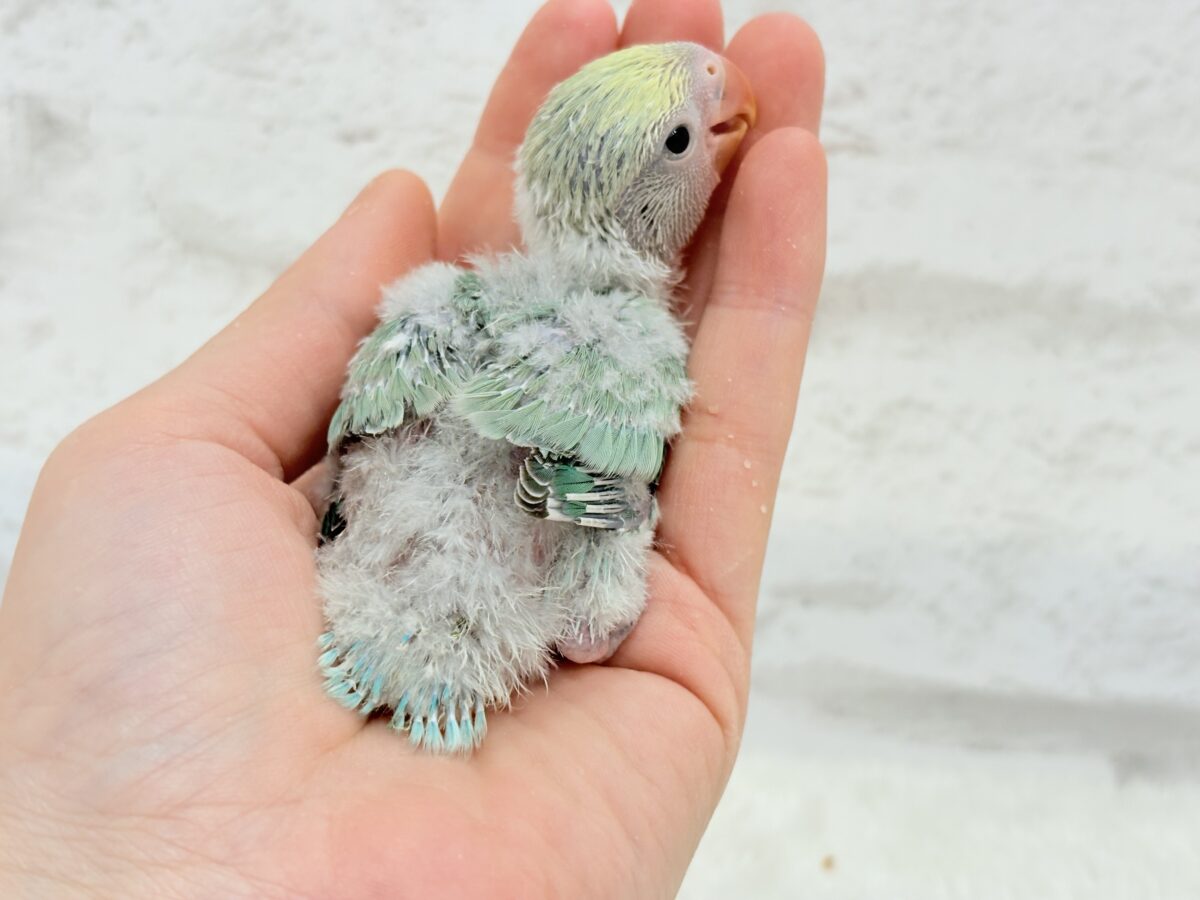 【最新画像更新🪄】わた毛たっぷり青リンゴちゃん🐣🍏コザクラインコ(ブルーチェリーオパーリンパイド) ヒナ コザクラインコ(小桜インコ)