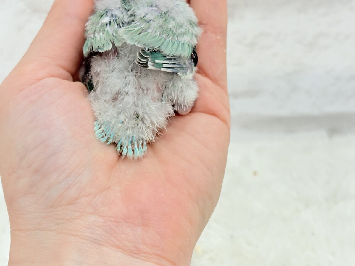 コザクラインコ（小桜インコ）