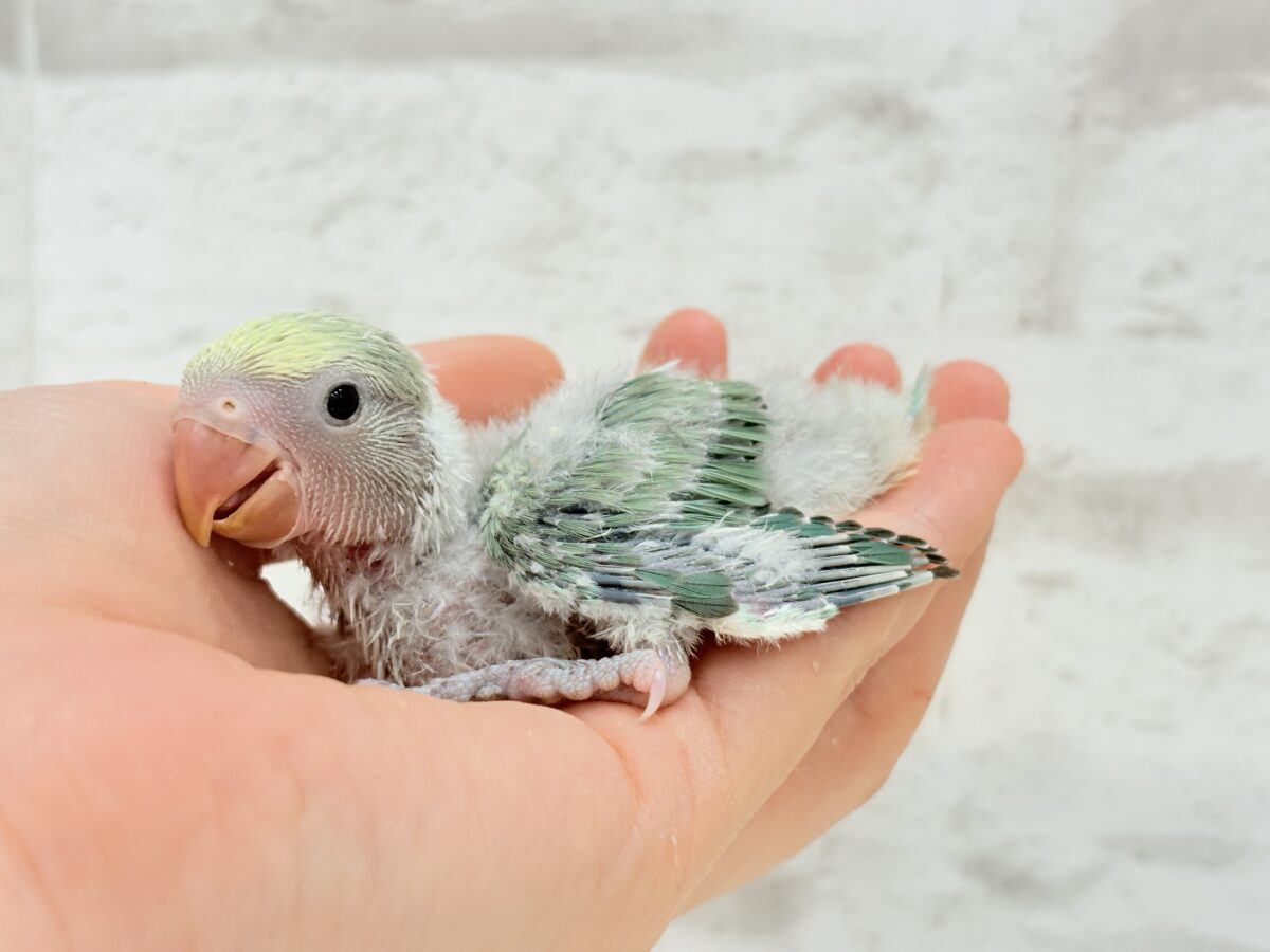 コザクラインコ（小桜インコ）