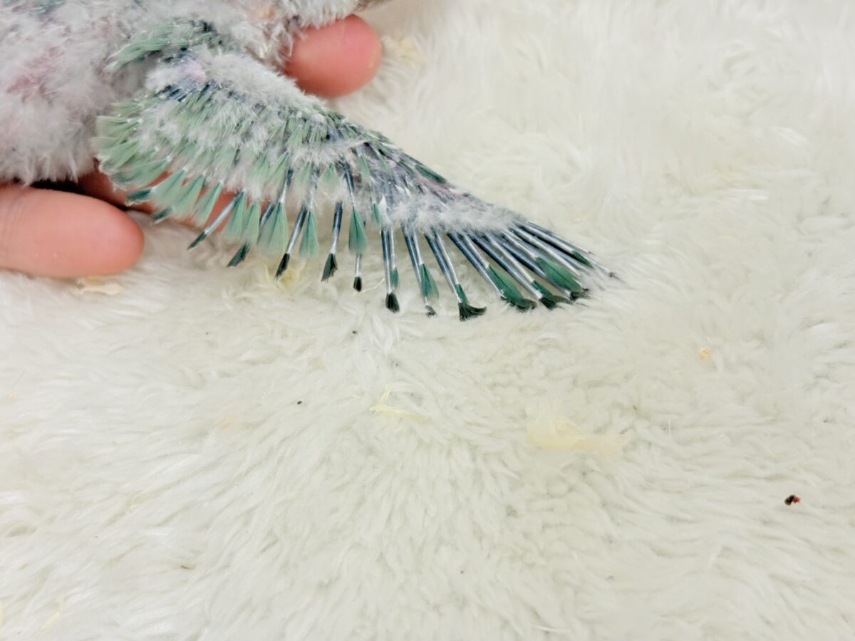 【最新画像更新🪄】わた毛たっぷり青リンゴちゃん🐣🍏コザクラインコ(ブルーチェリーオパーリンパイド) ヒナ コザクラインコ(小桜インコ)