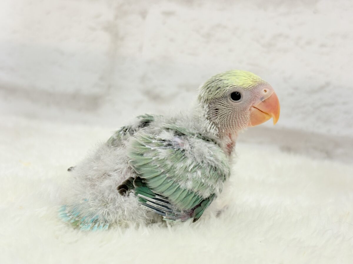 コザクラインコ（小桜インコ）