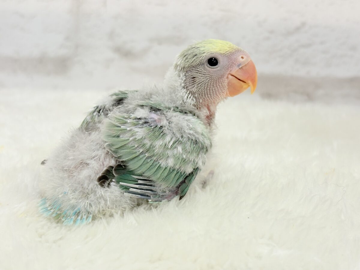 【最新画像更新🪄】わた毛たっぷり青リンゴちゃん🐣🍏コザクラインコ(ブルーチェリーオパーリンパイド) ヒナ コザクラインコ(小桜インコ)
