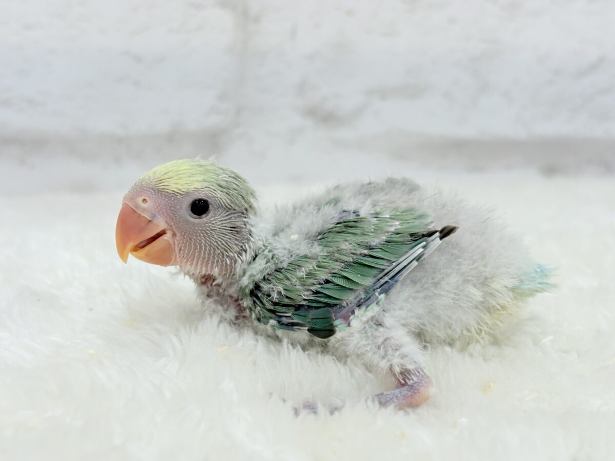 【最新画像更新🪄】わた毛たっぷり青リンゴちゃん🐣🍏コザクラインコ(ブルーチェリーオパーリンパイド) ヒナ コザクラインコ(小桜インコ)