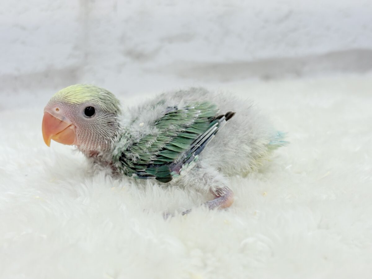 【最新画像更新🪄】わた毛たっぷり青リンゴちゃん🐣🍏コザクラインコ(ブルーチェリーオパーリンパイド) ヒナ コザクラインコ(小桜インコ)