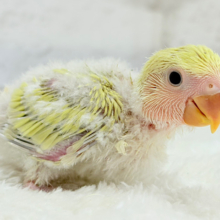 ふんわり柔らか癒し系🪅コザクラインコ(シナモン) ヒナ