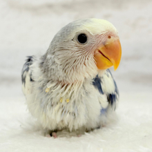 未来が楽しみ♬*°わくわくコザたん🐣💜コザクラインコ(バイオレットパイド) ヒナ