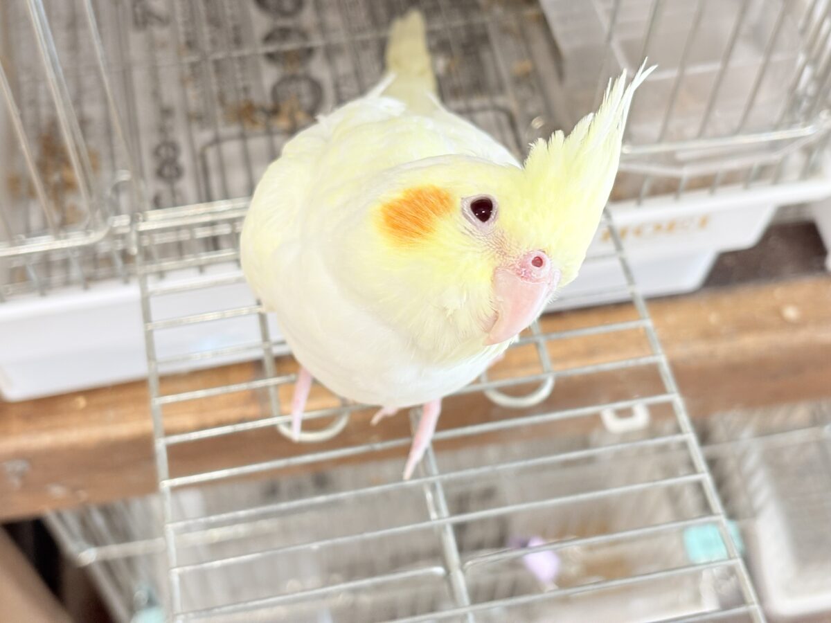 オカメインコ