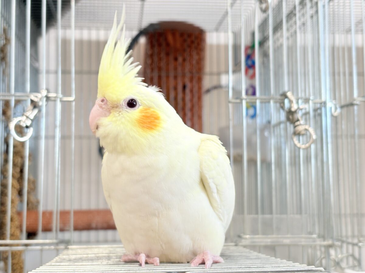 オカメインコ