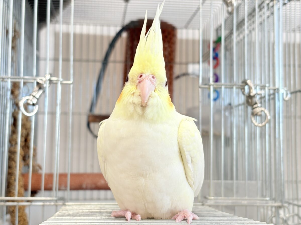 オカメインコ