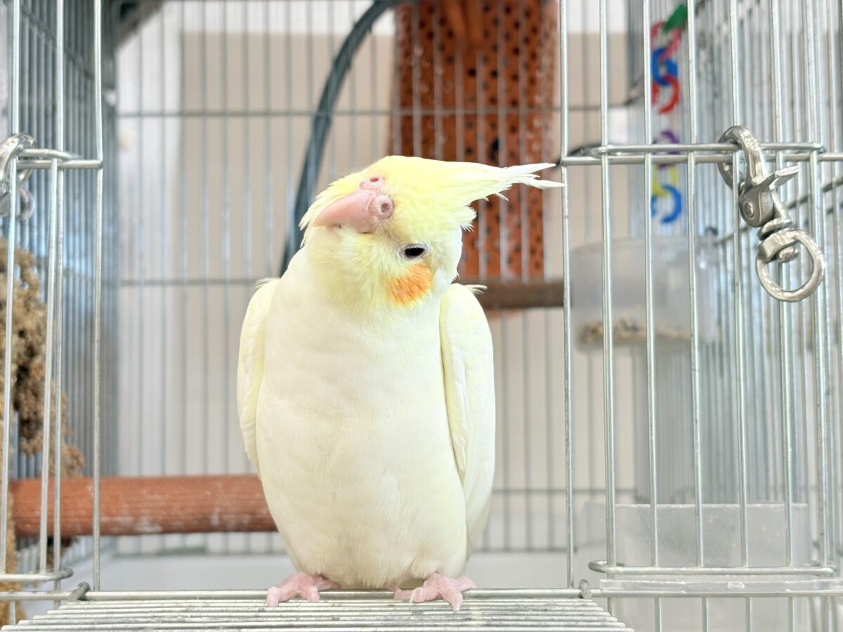 最新画像更新🪄】あどけなさ残る表情♡オカメインコ(ルチノーパール)