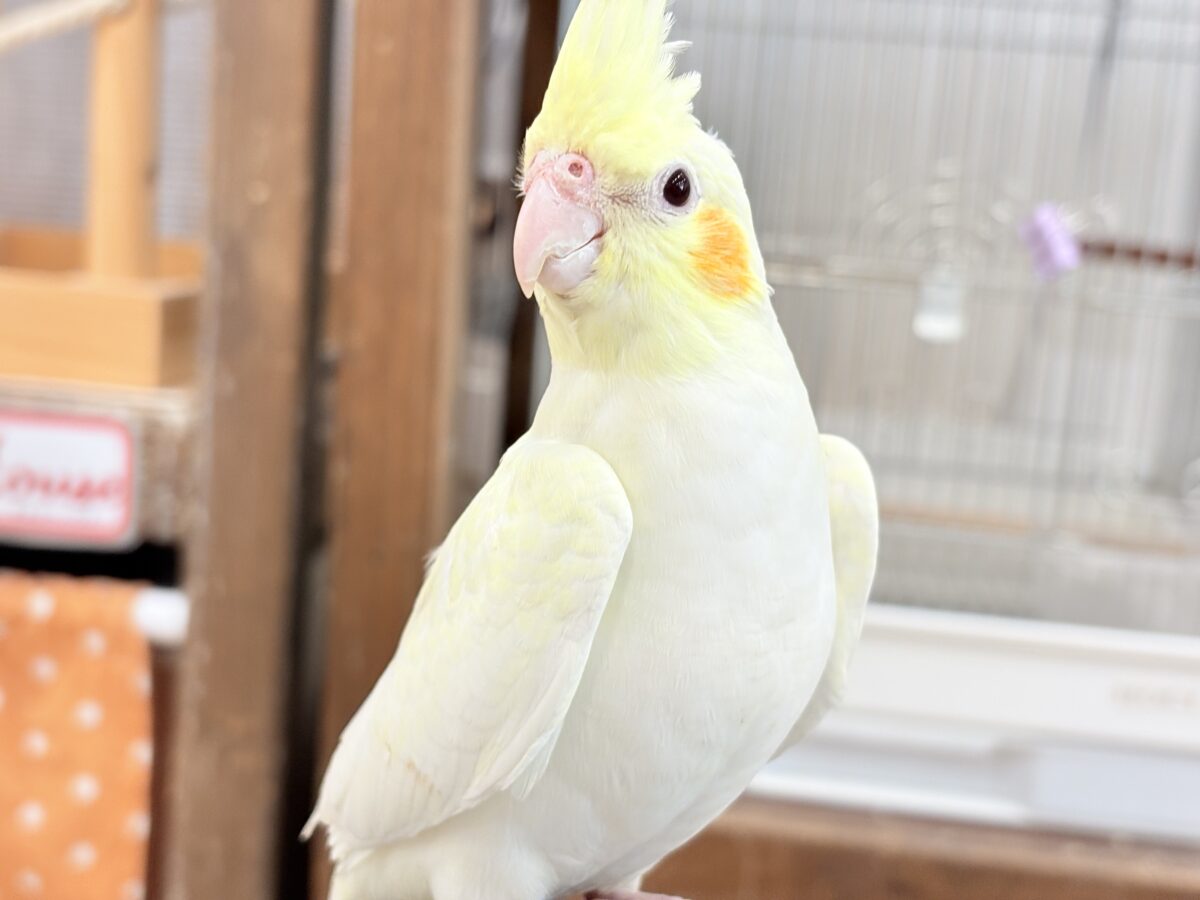 オカメインコ