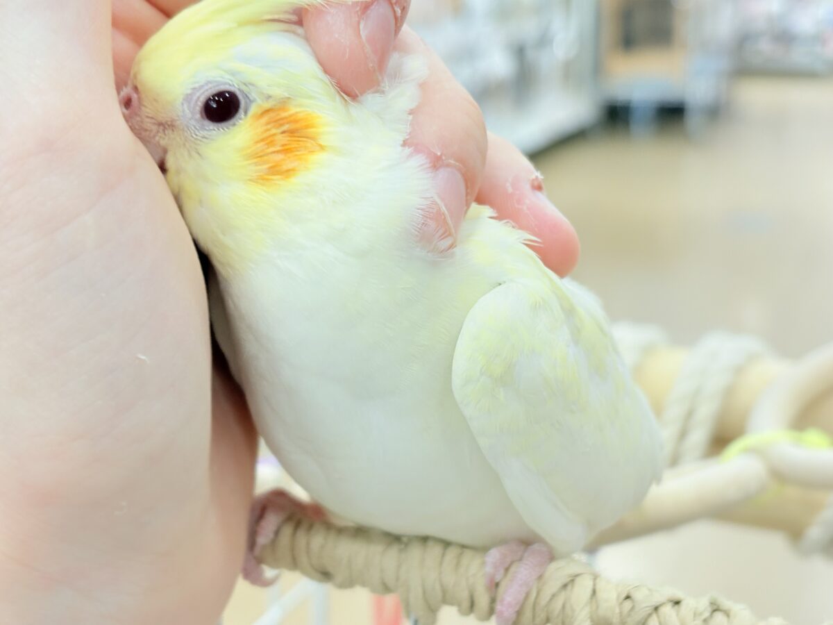 オカメインコ