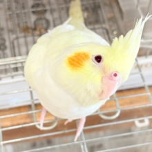【最新画像更新🪄】あどけなさ残る表情♡オカメインコ(ルチノーパール)