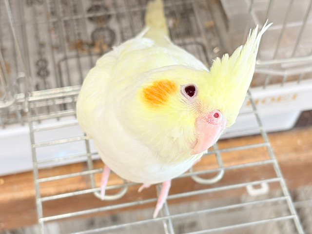 【最新画像更新🪄】あどけなさ残る表情♡オカメインコ(ルチノーパール)