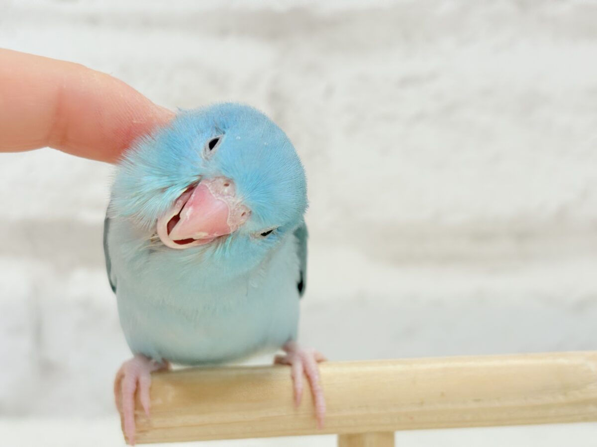 マメルリハ