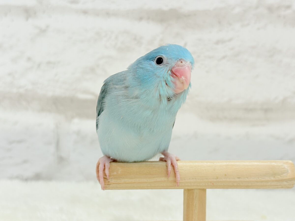 マメルリハ