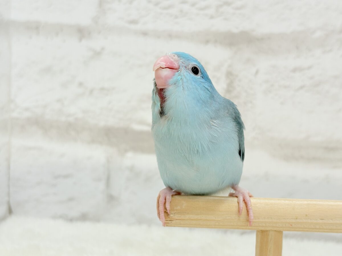 マメルリハ