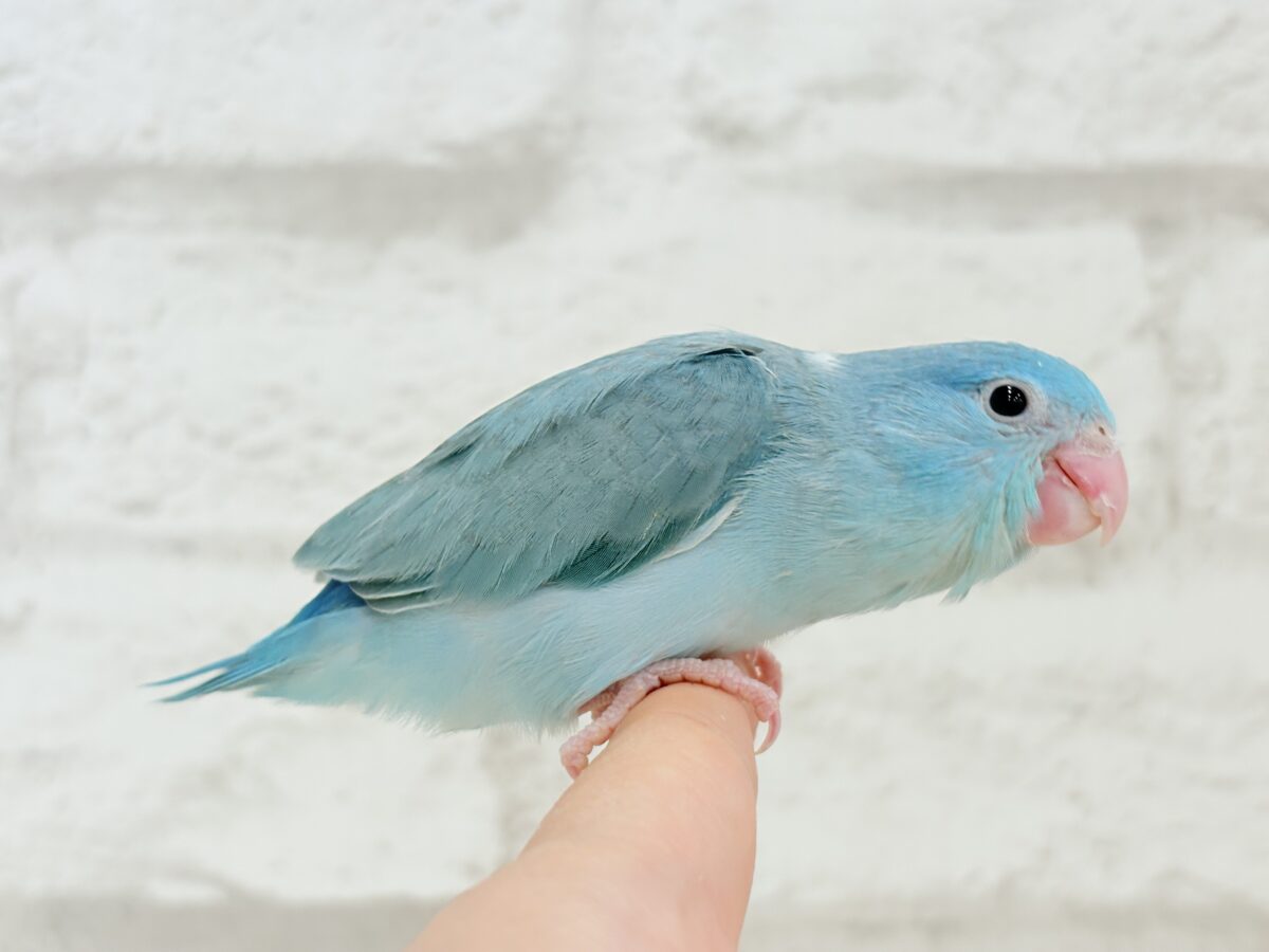 マメルリハ