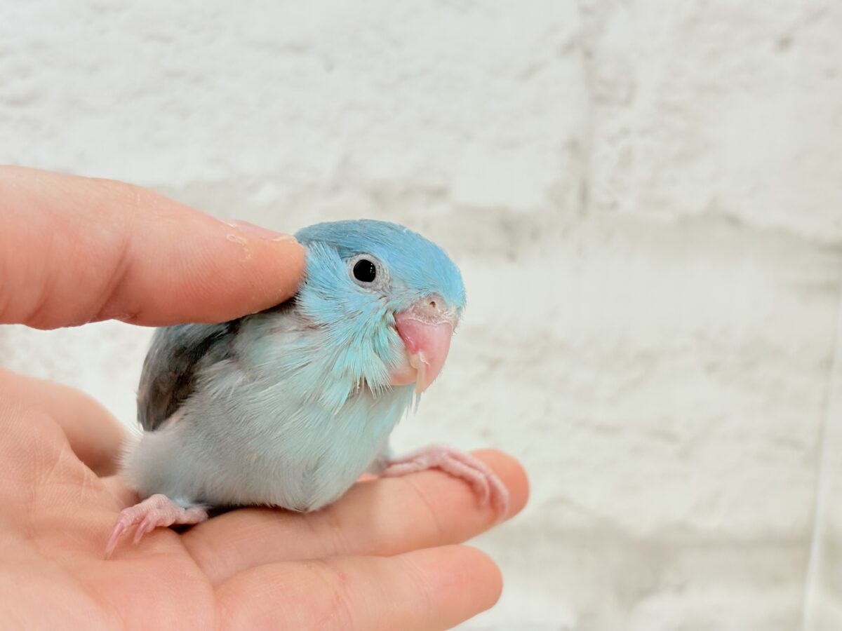 マメルリハ